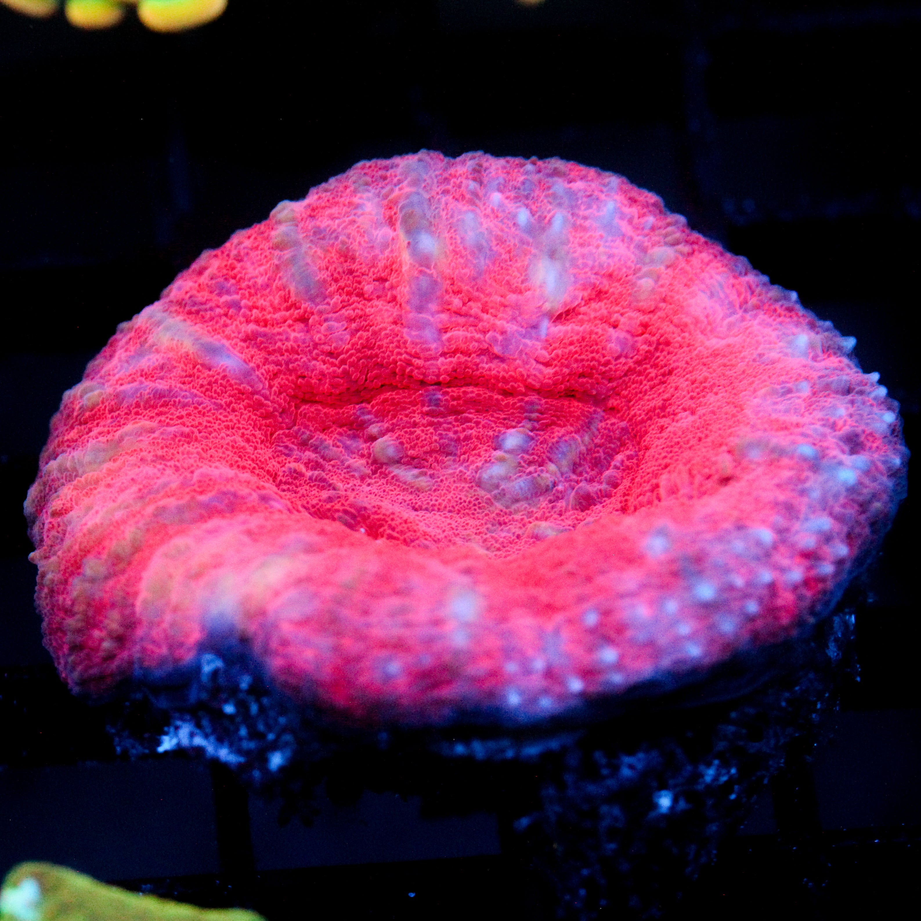 JC Red Margarita Scoly