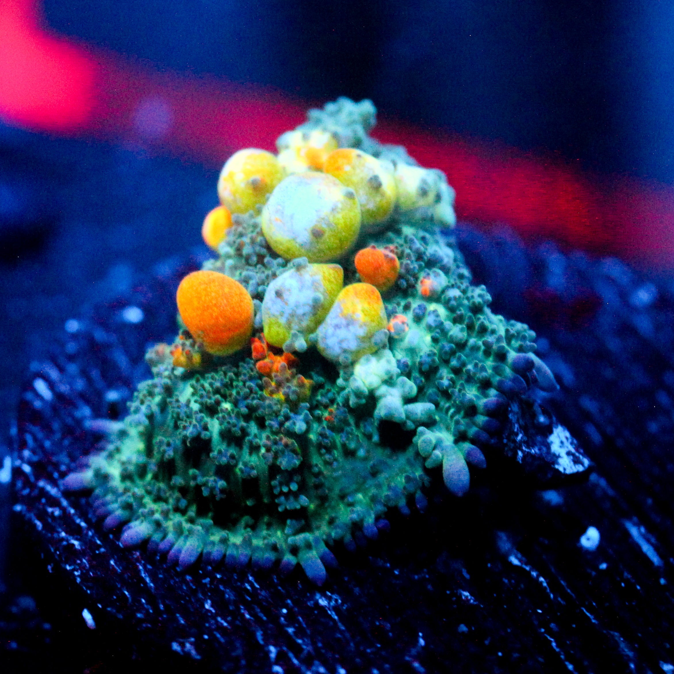 WWC OG Bounce Mushroom