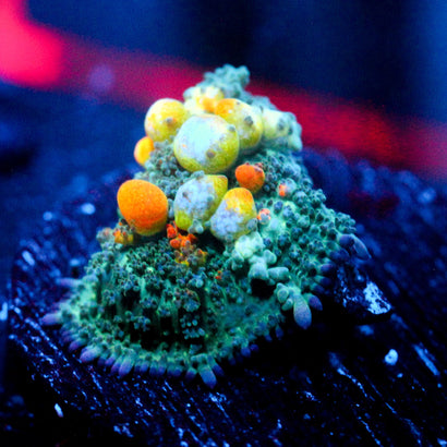 WWC OG Bounce Mushroom