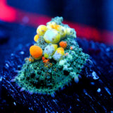 WWC OG Bounce Mushroom