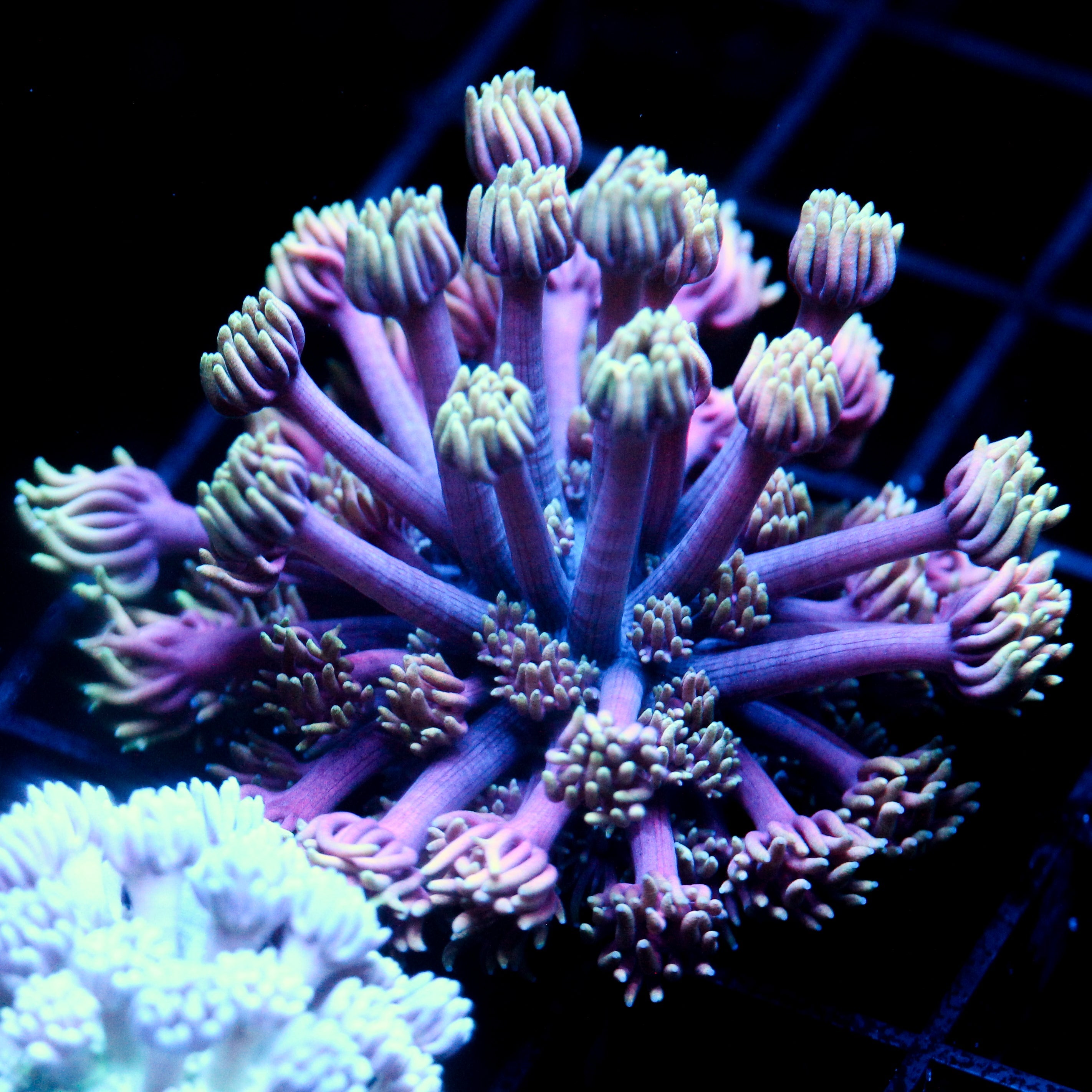 JC Neon Aurora Goni