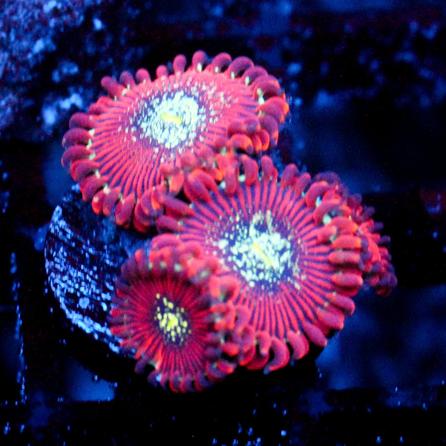 JC Magician's Zoanthid