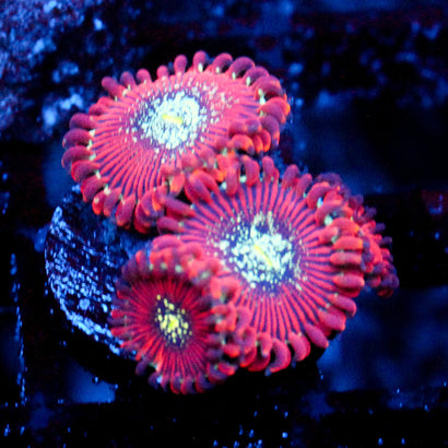 JC Magician's Zoanthid