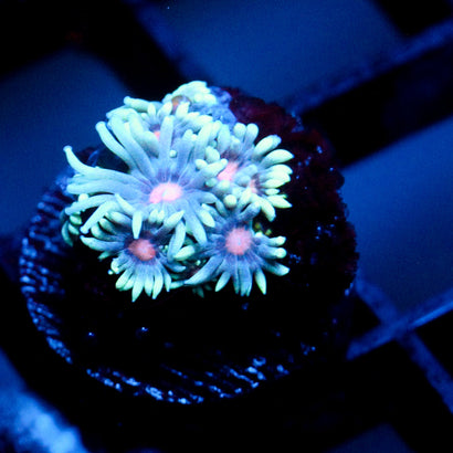 JC Phantasmic Flowers Goni