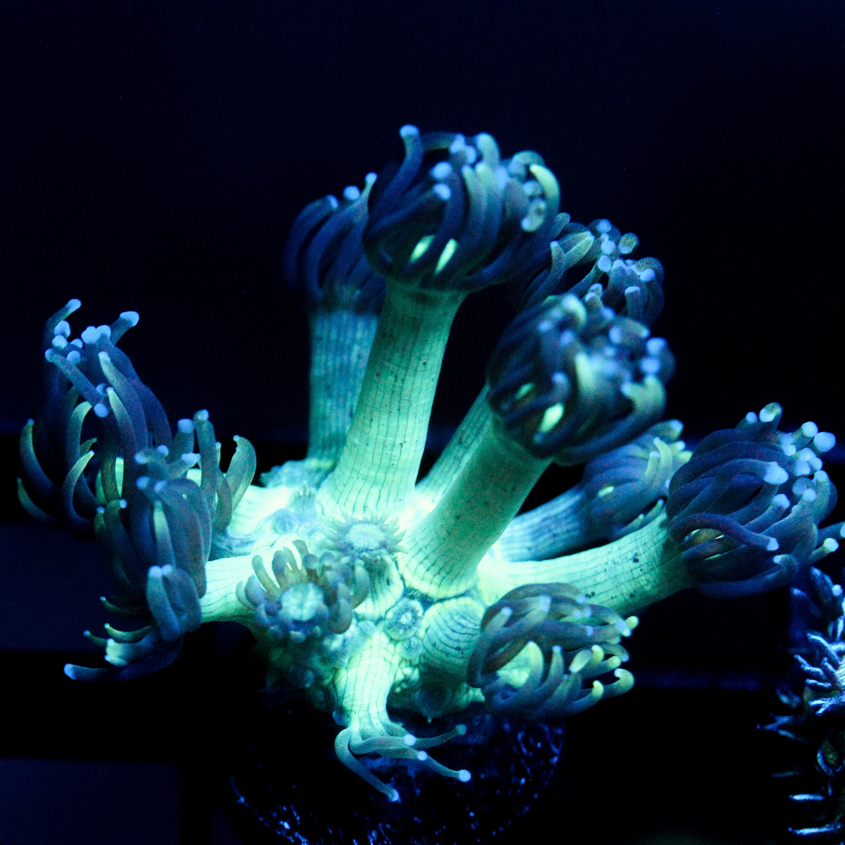 JC Peacock Goni