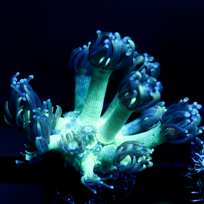 JC Peacock Goni