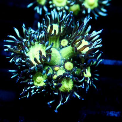 JC Cobalt Greed Goni
