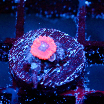 JC Typhloshion Zoanthid