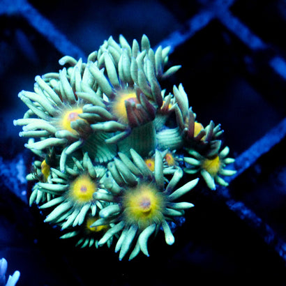 JC Sunflower Goni
