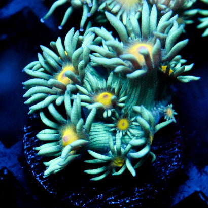 JC Sunflower Goni