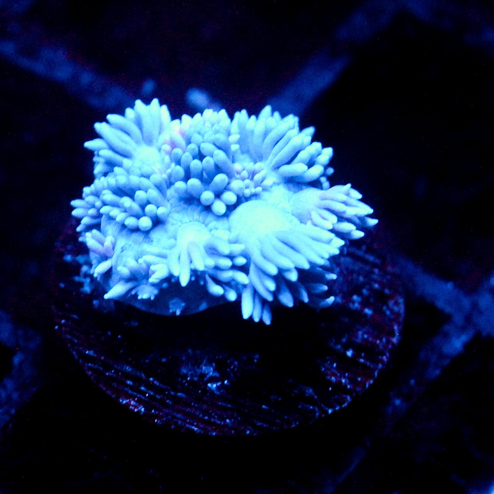 JC Pinurple Punch Goni