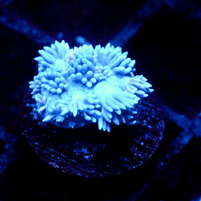 JC Pinurple Punch Goni