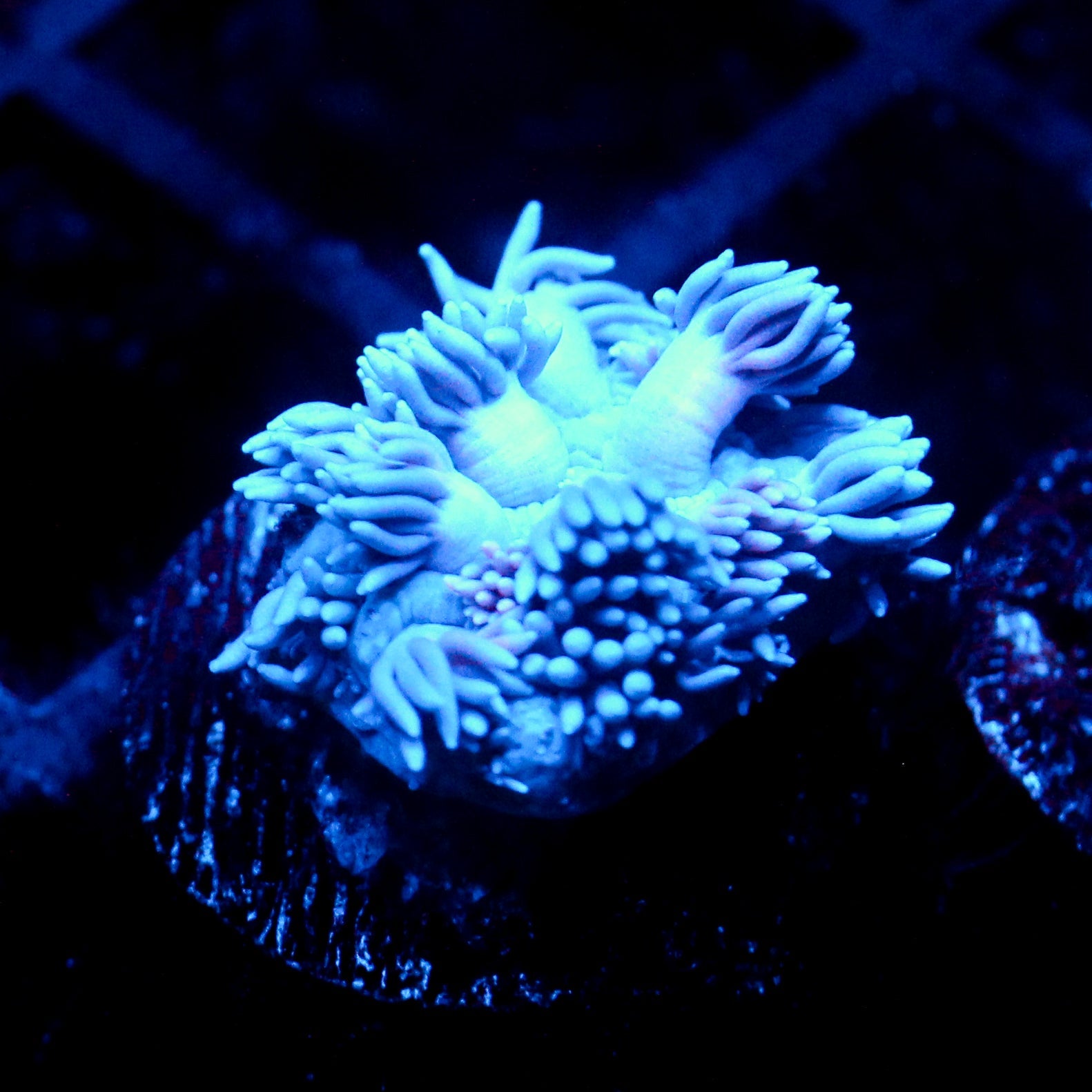 JC Pinurple Punch Goni