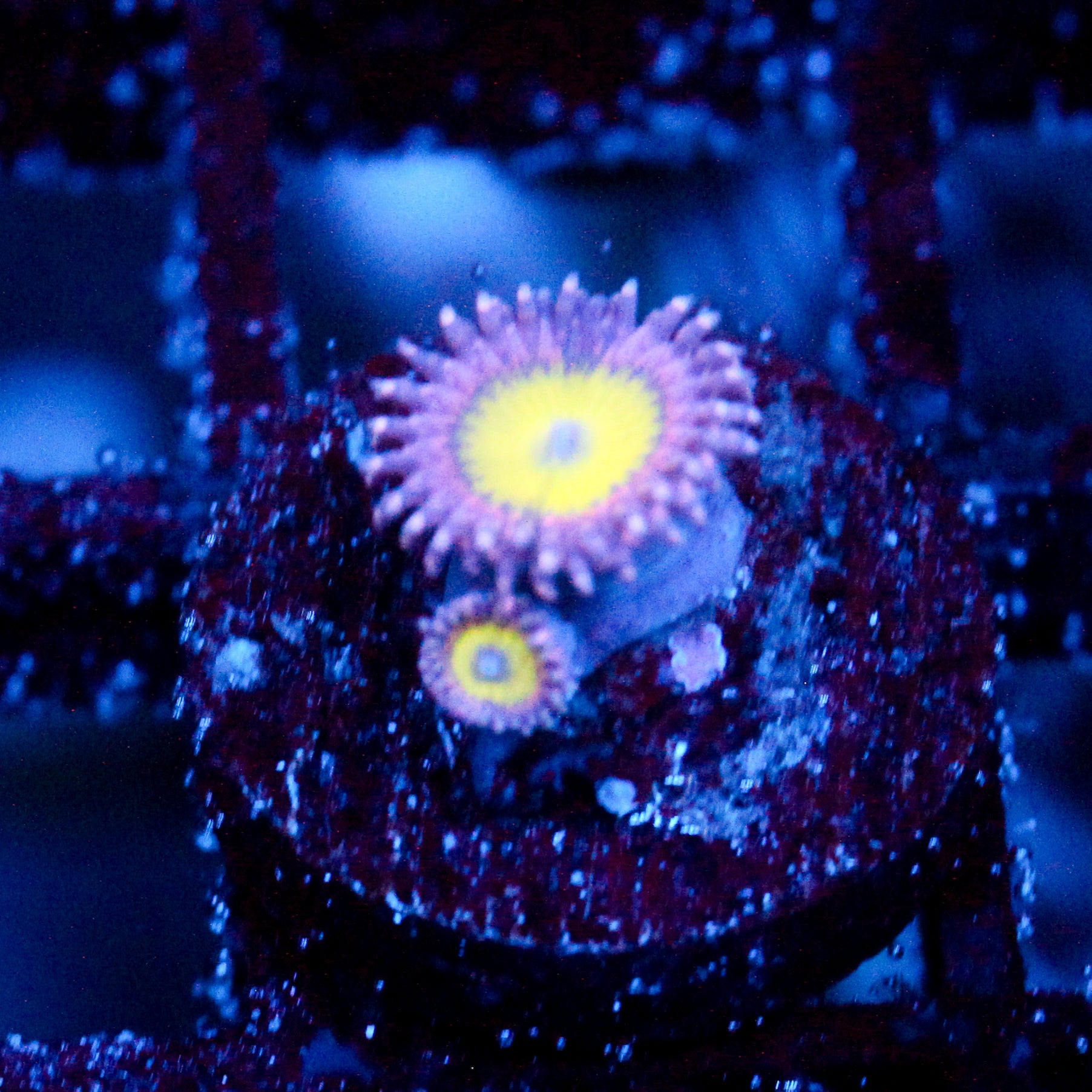 JC Flower Fall Zoanthid