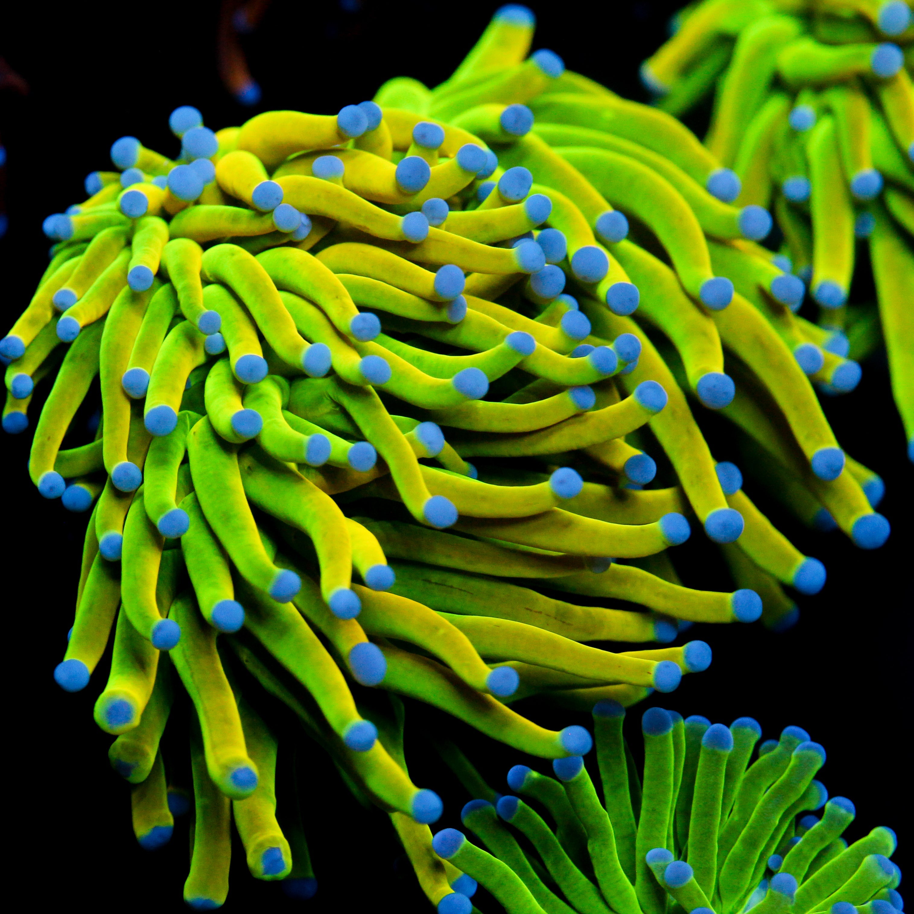 JC Holy Grail Torch 2 HEADS