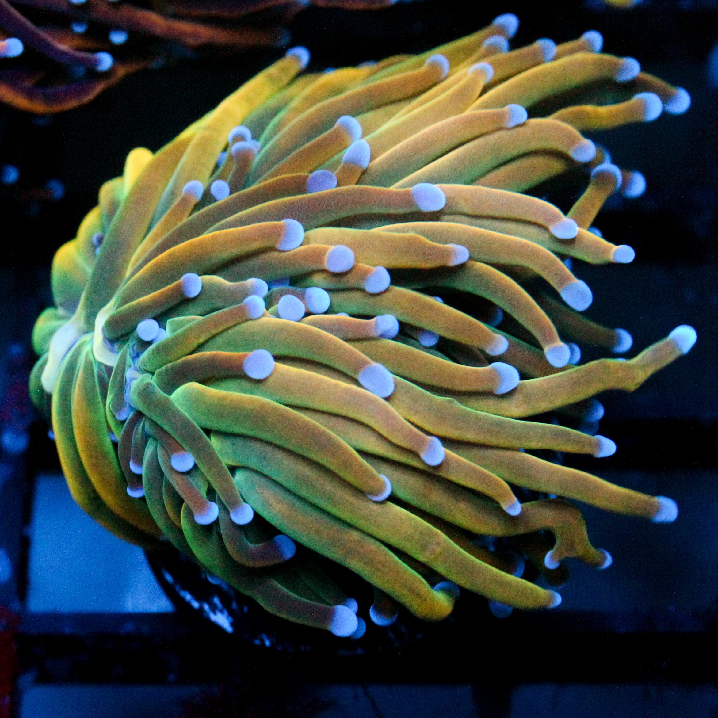 JC Holy Cannoli Torch 2 Heads