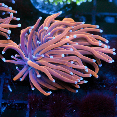 JC Goldilocks Torch 2 Heads