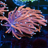 JC Goldilocks Torch 2 Heads