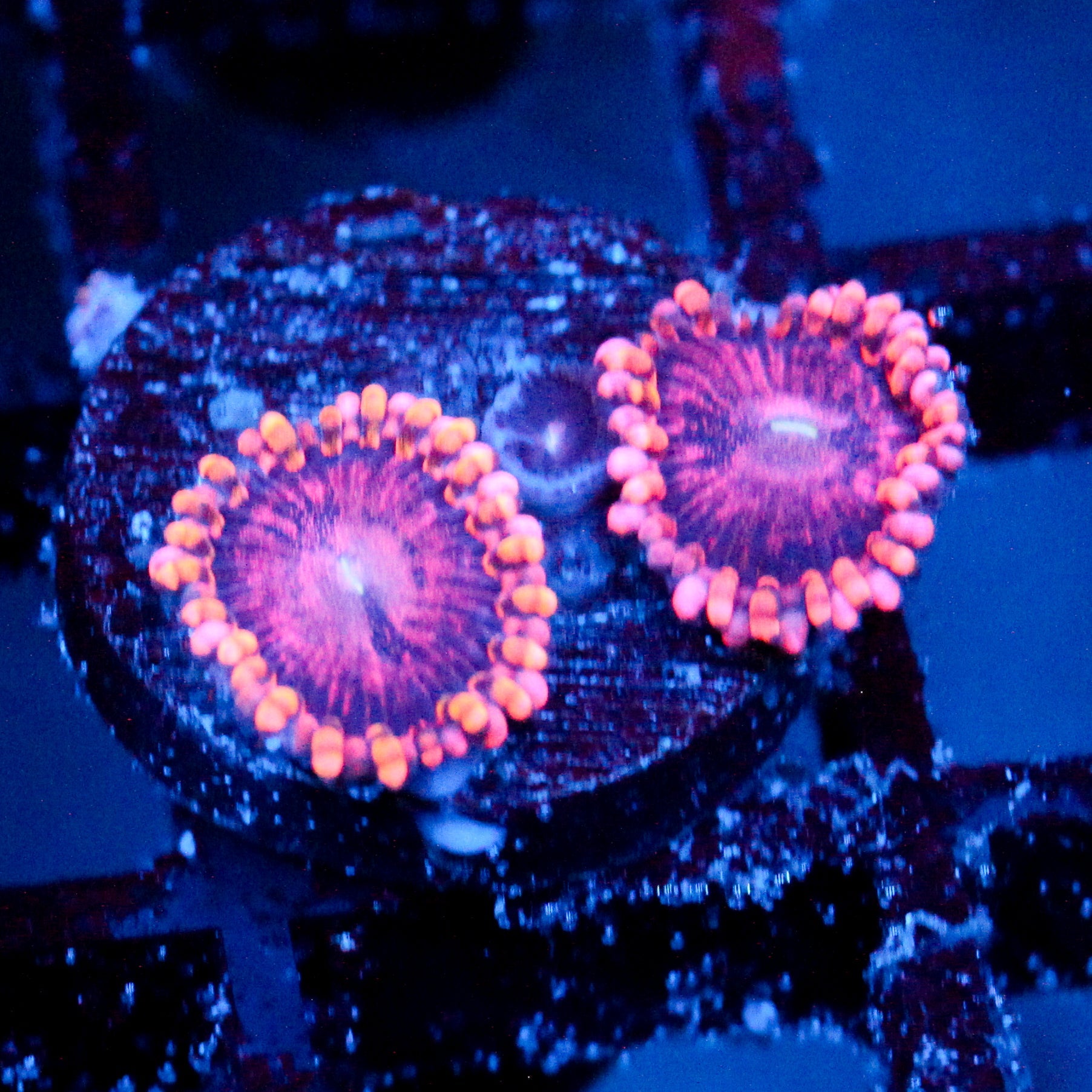 JC Purple Empress Zoanthid
