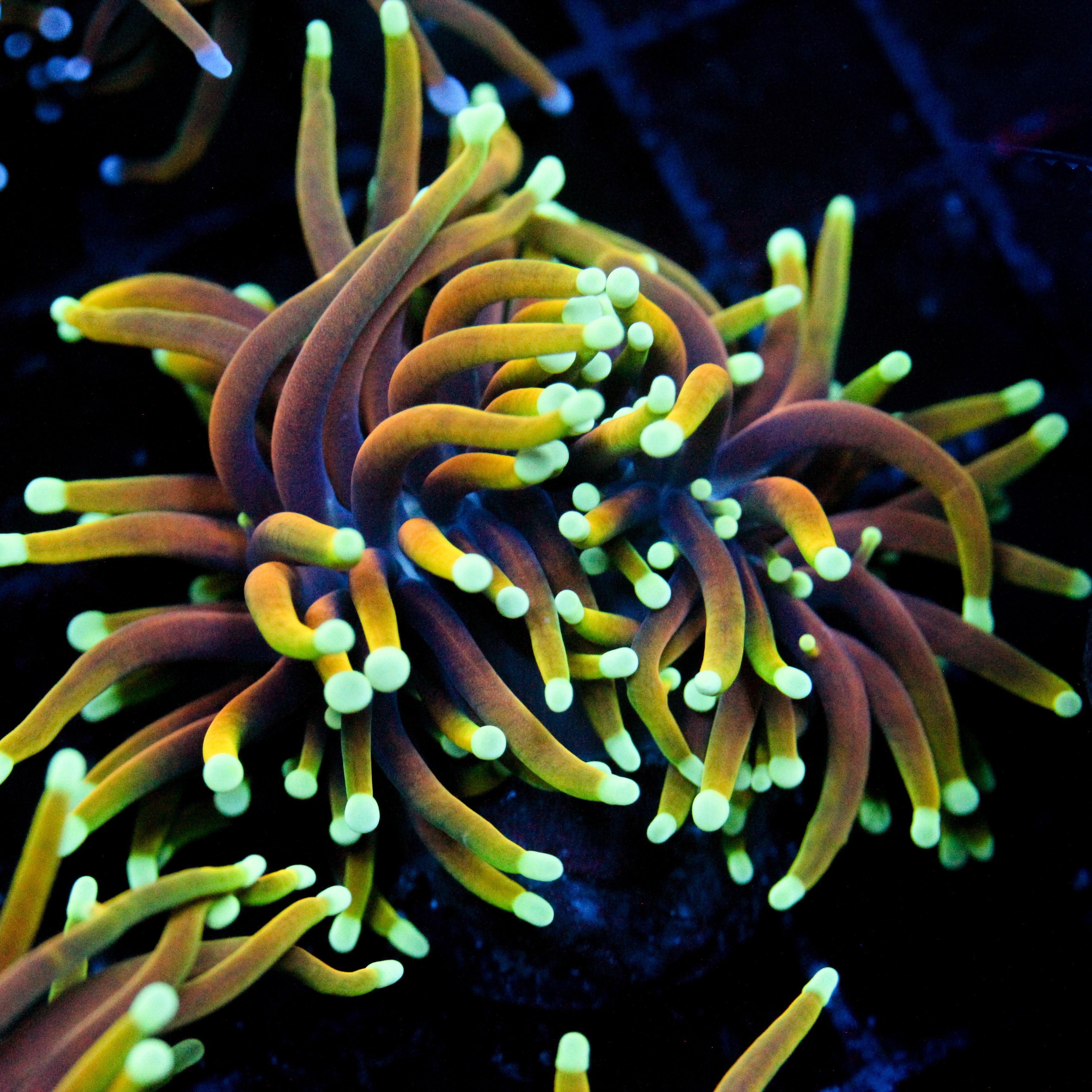 JC Gold Flare Torch 2 Heads