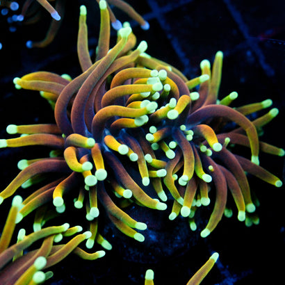 JC Gold Flare Torch 2 Heads