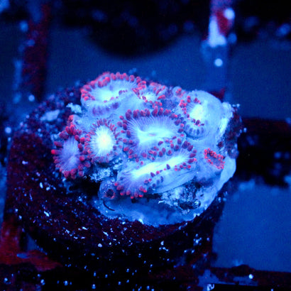 JC Molten Sulfer Zoanthid