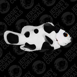 Black Storm Clownfish