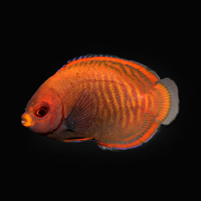 Golden Angelfish - Captive Bred