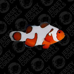 DaVinci Clownfish - Grade Extreme