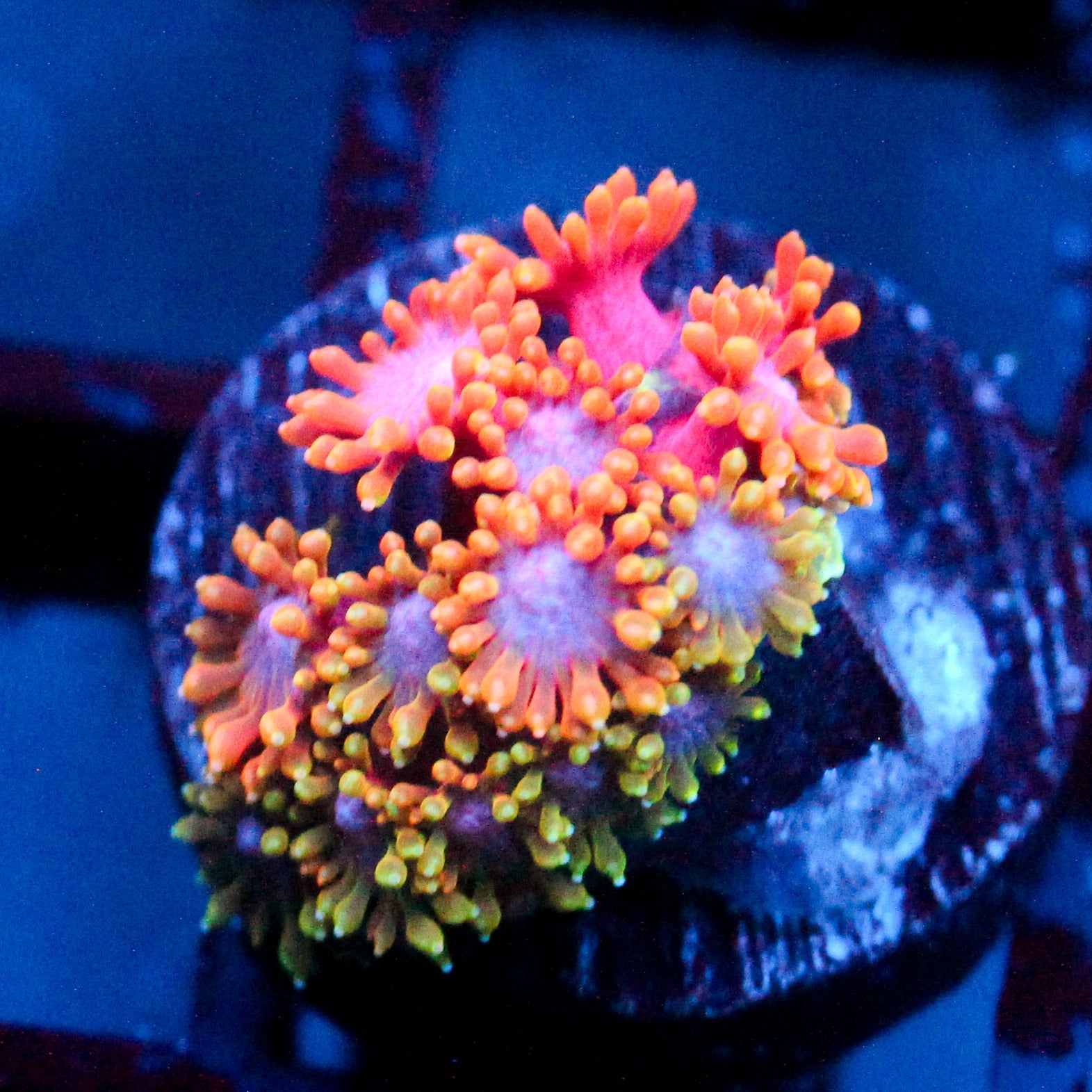 JC WWC Kaleidescope Bernardpora