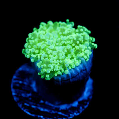 JC Green Ecotplasm Octo