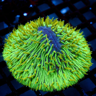 JC Hungry Mountain Plate Coral