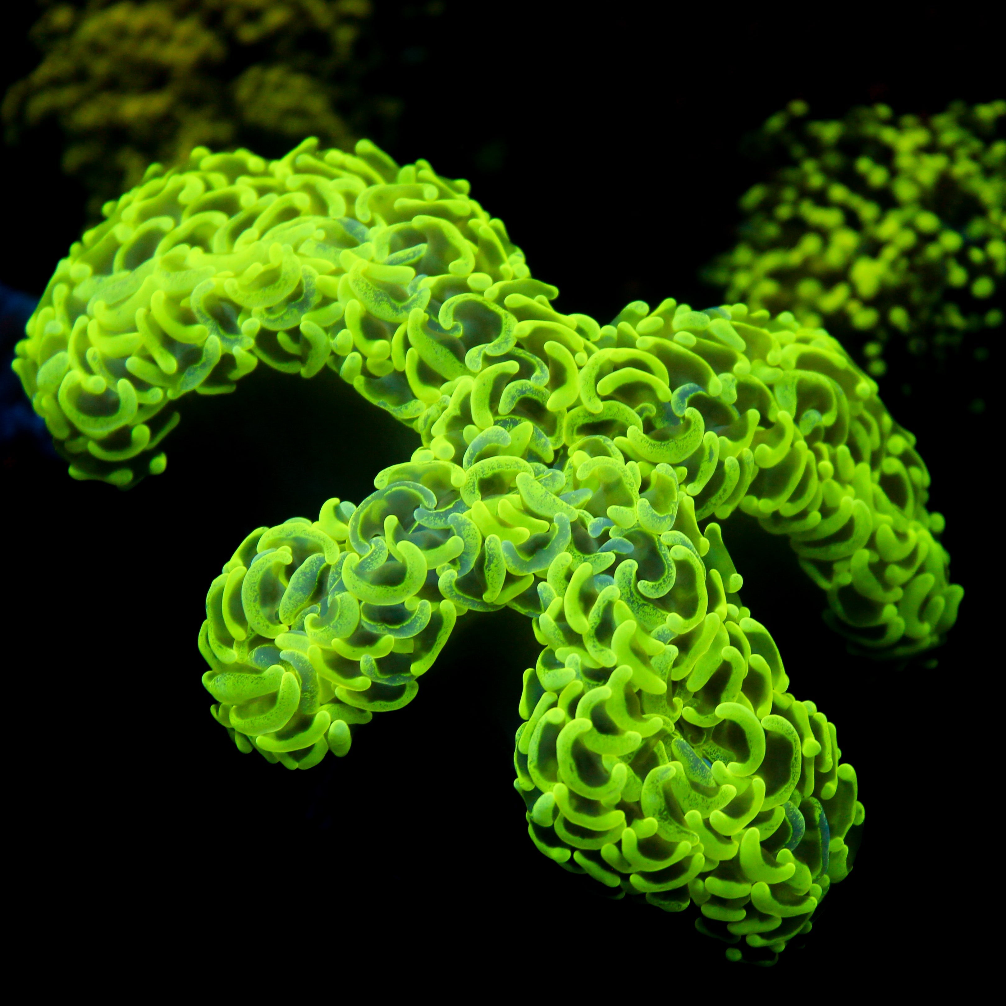 JC Neon Green Splatter Wall Hammer