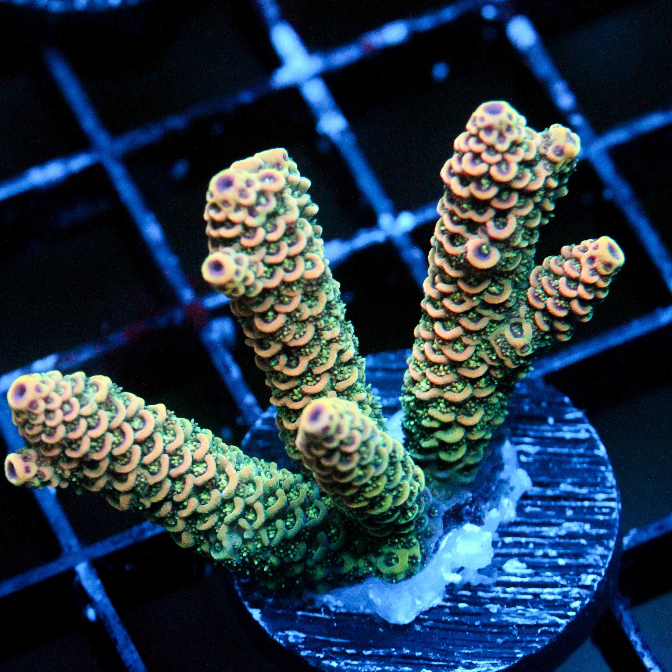 JC Green Warp