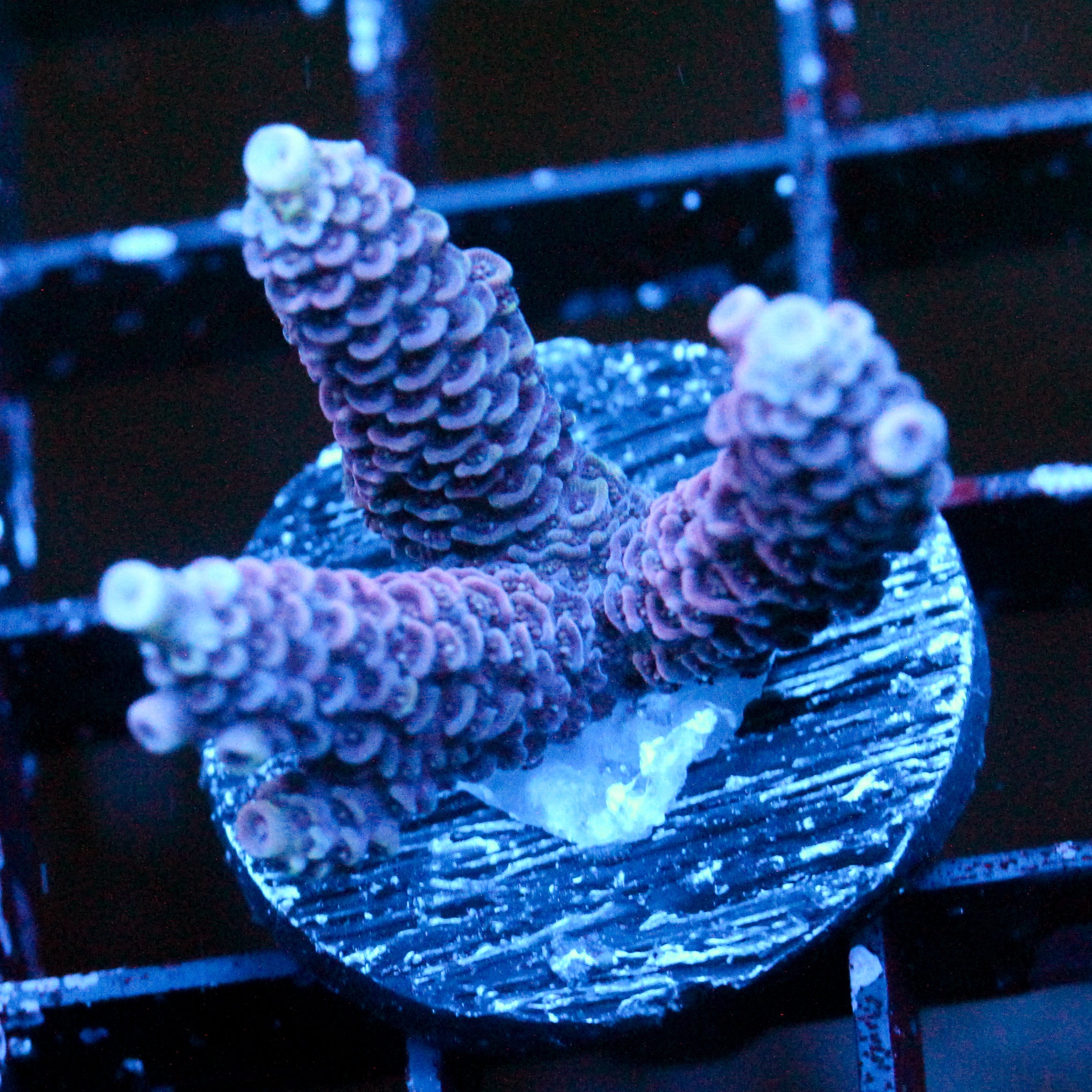 JC Pink Creep