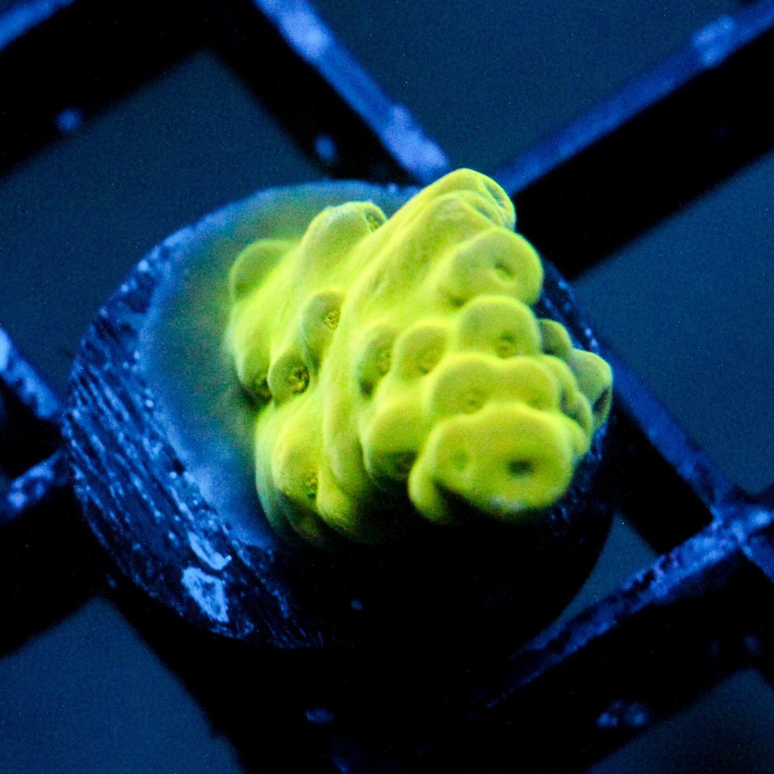 JC Electric Sun