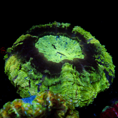 JC Uranium Ore Acantho (XXL)
