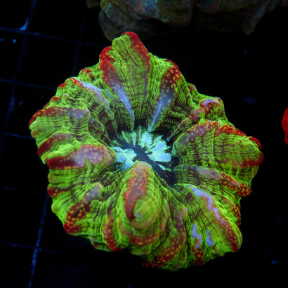 JC Watermelon Vortex Cynarina