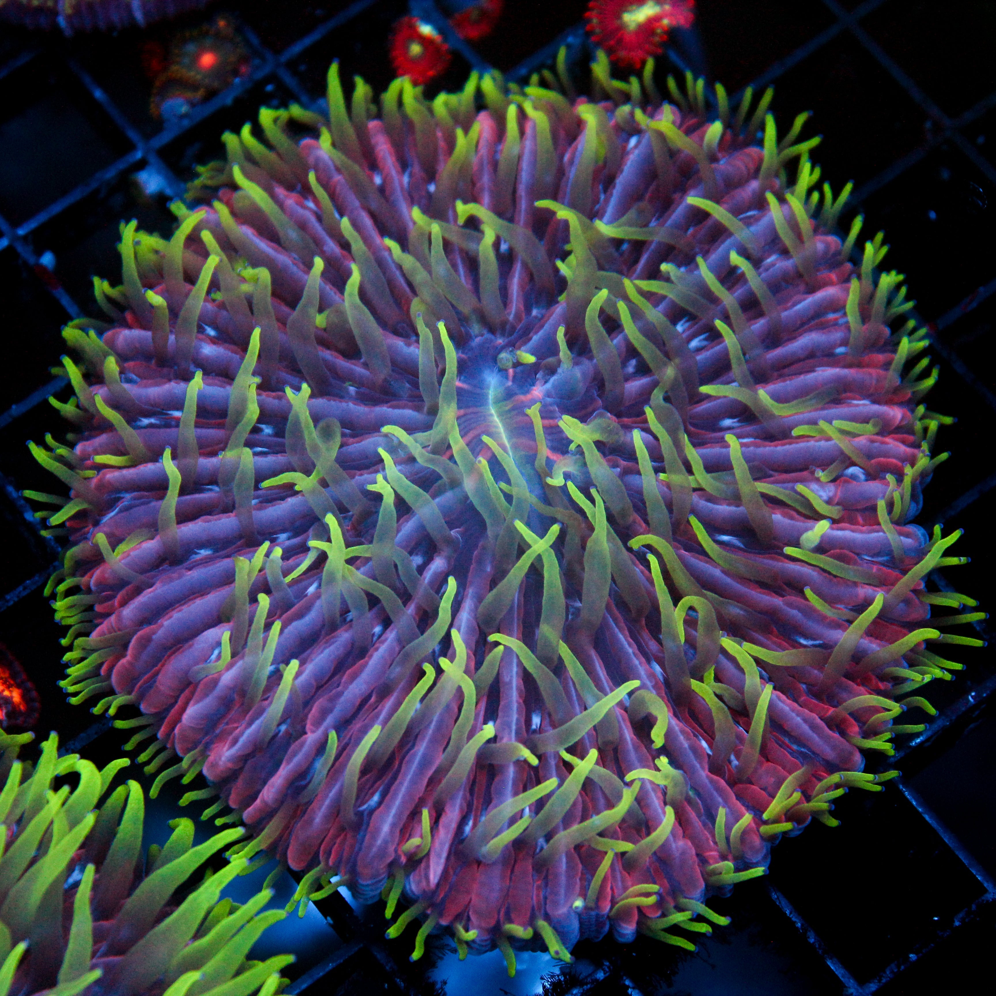 JC Spiritomb Plate Coral (4"+)