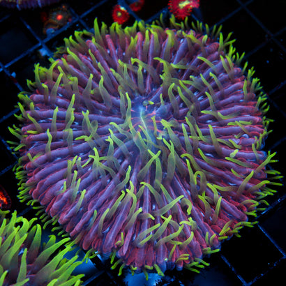 JC Spiritomb Plate Coral (4"+)