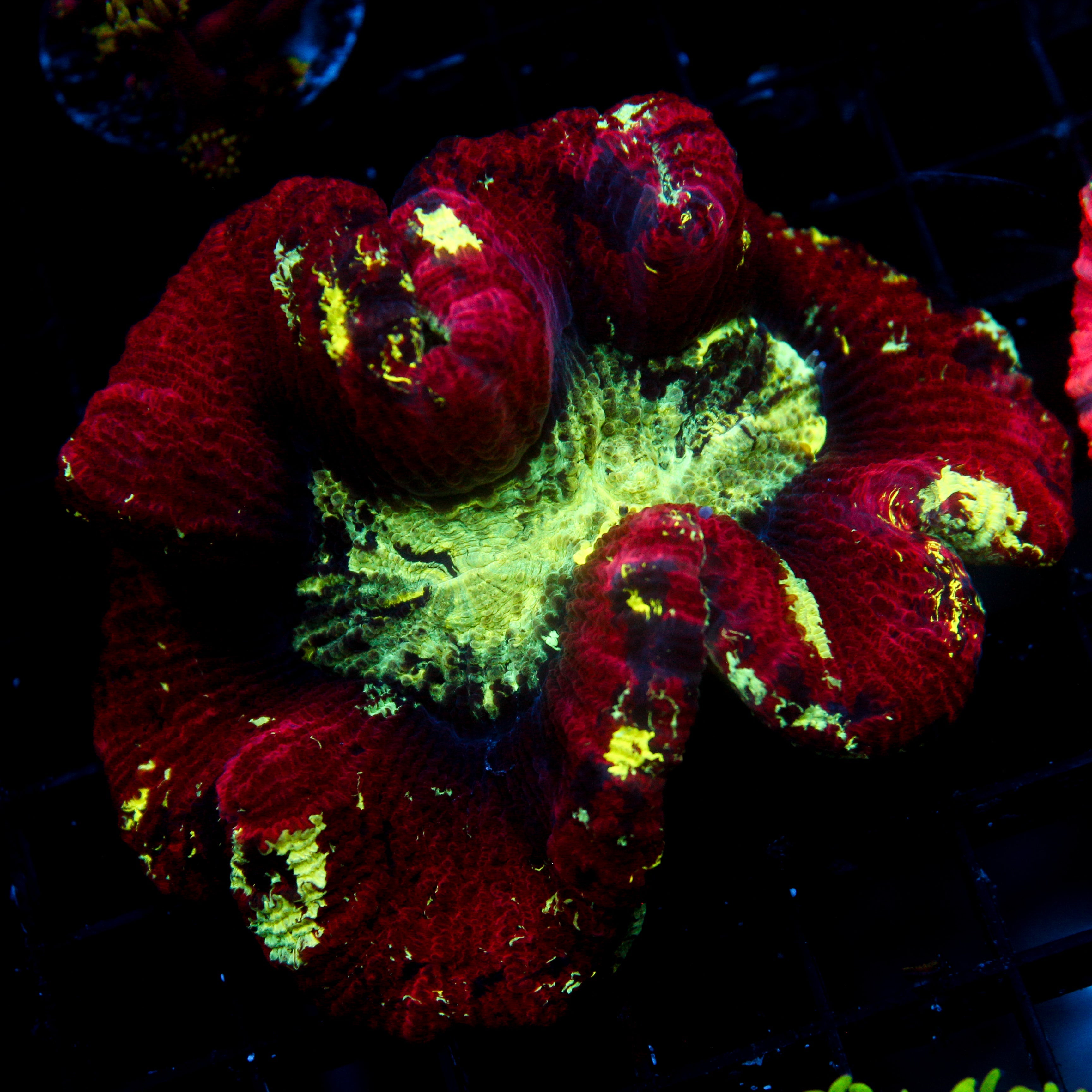 JC Crimson Velvet Trachy (4"+)