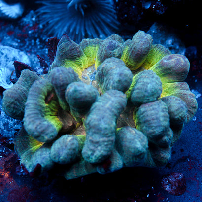 JC Afterglow Pectinia Colony