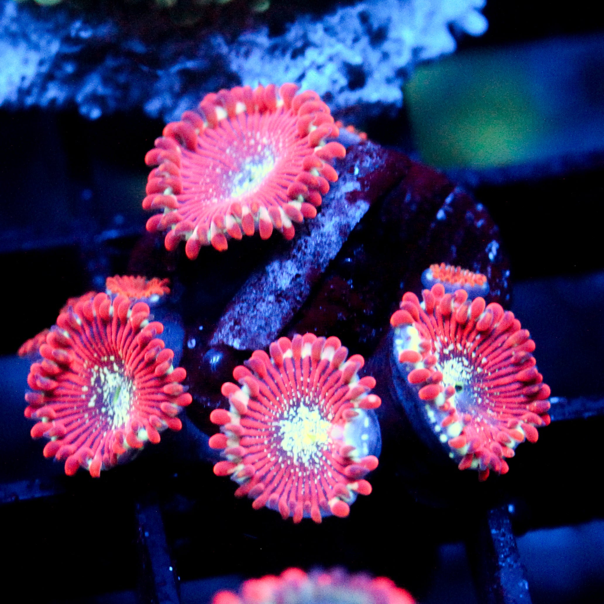 JC Magician's Zoanthid
