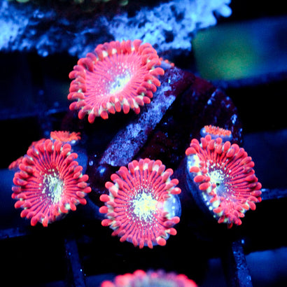 JC Magician's Zoanthid