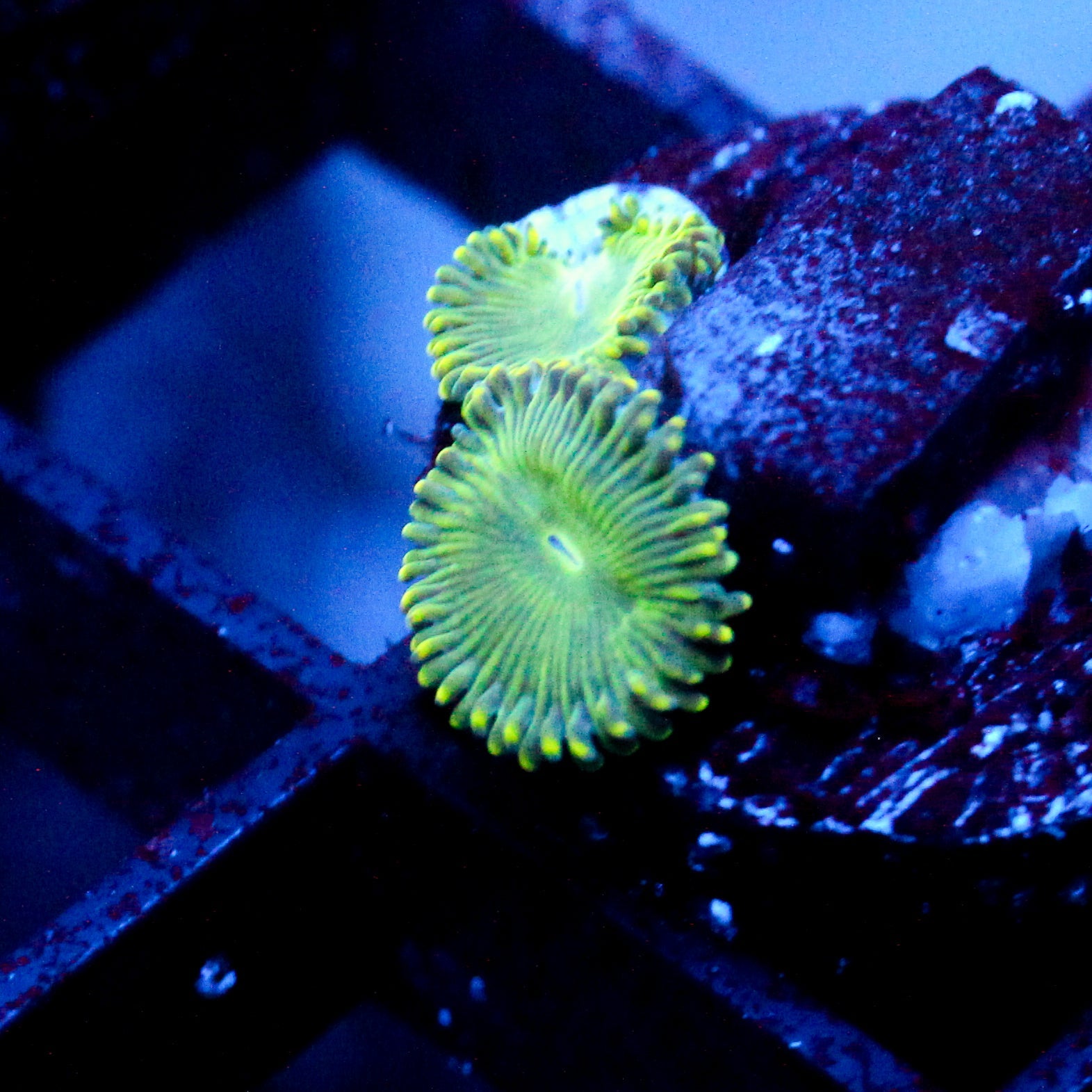 JC Lady Liberty Zoanthid