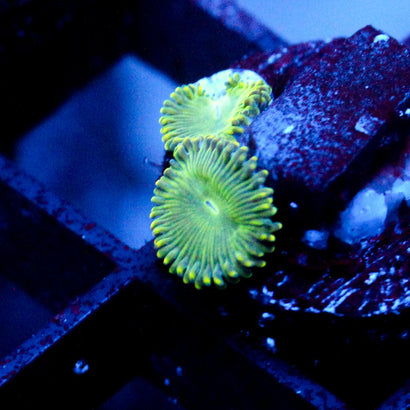 JC Lady Liberty Zoanthid