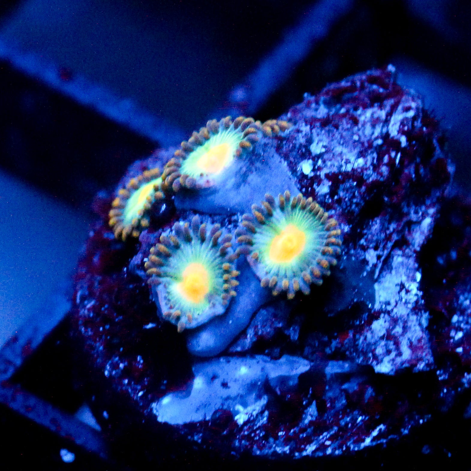 JC Saturn Zoanthid