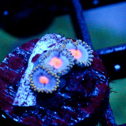 JC Blue Raven Zoanthid