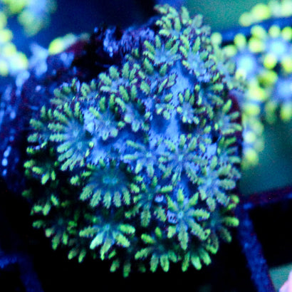 JC Sympodium Coral