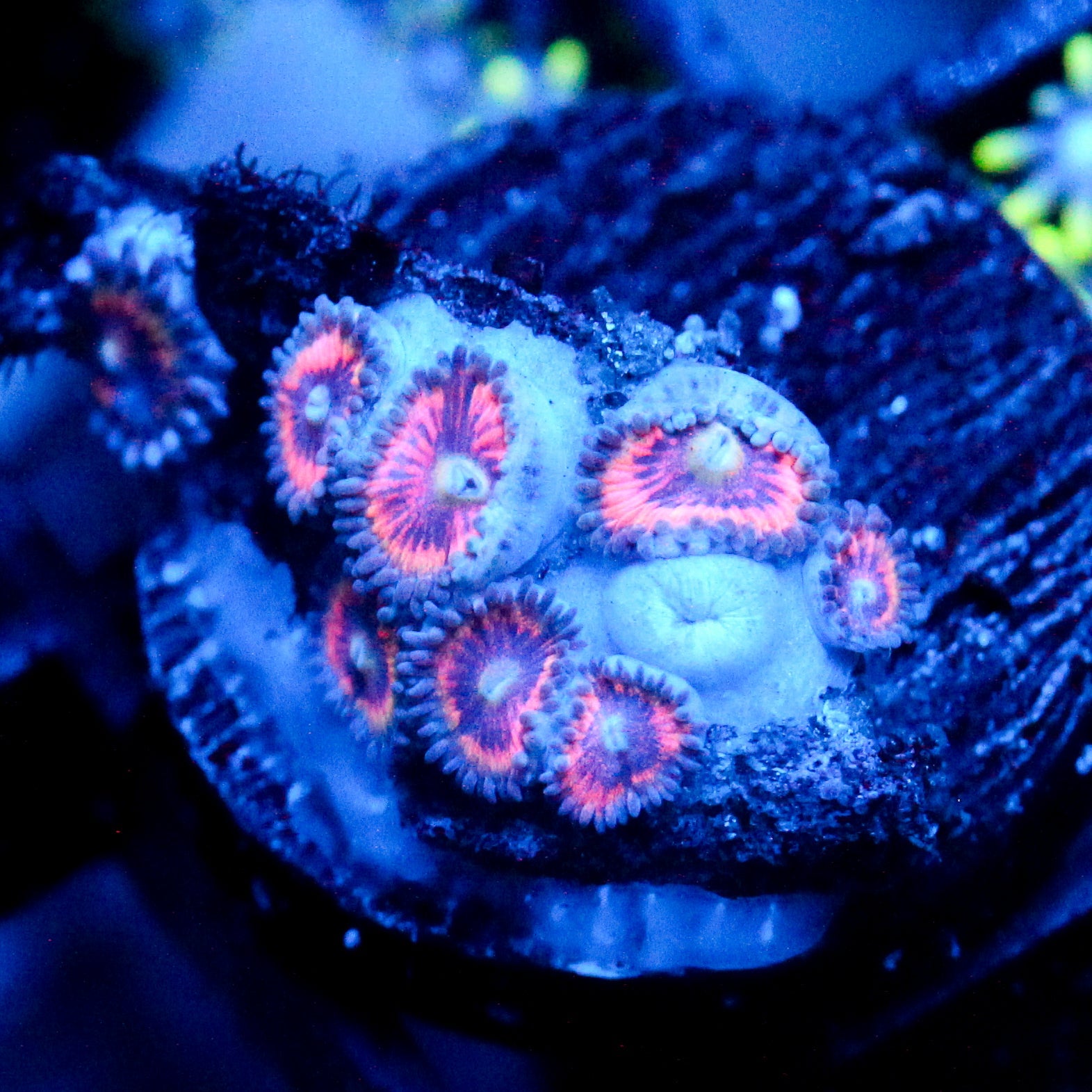 JC Sour Starburst Zoanthid
